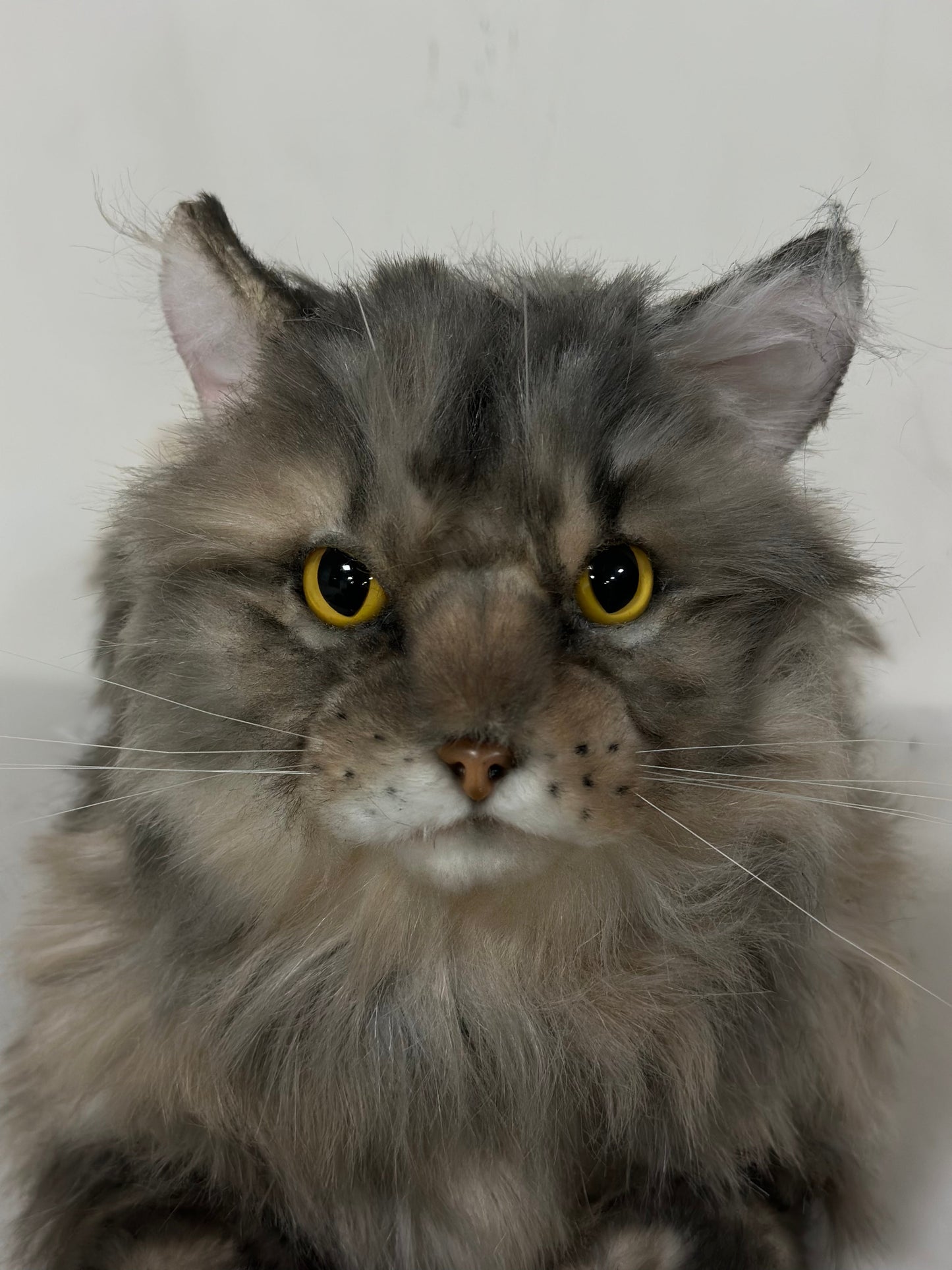Plush American Tabby Cat Longhair-Handmade Life-Size Companion & Pet Memorial